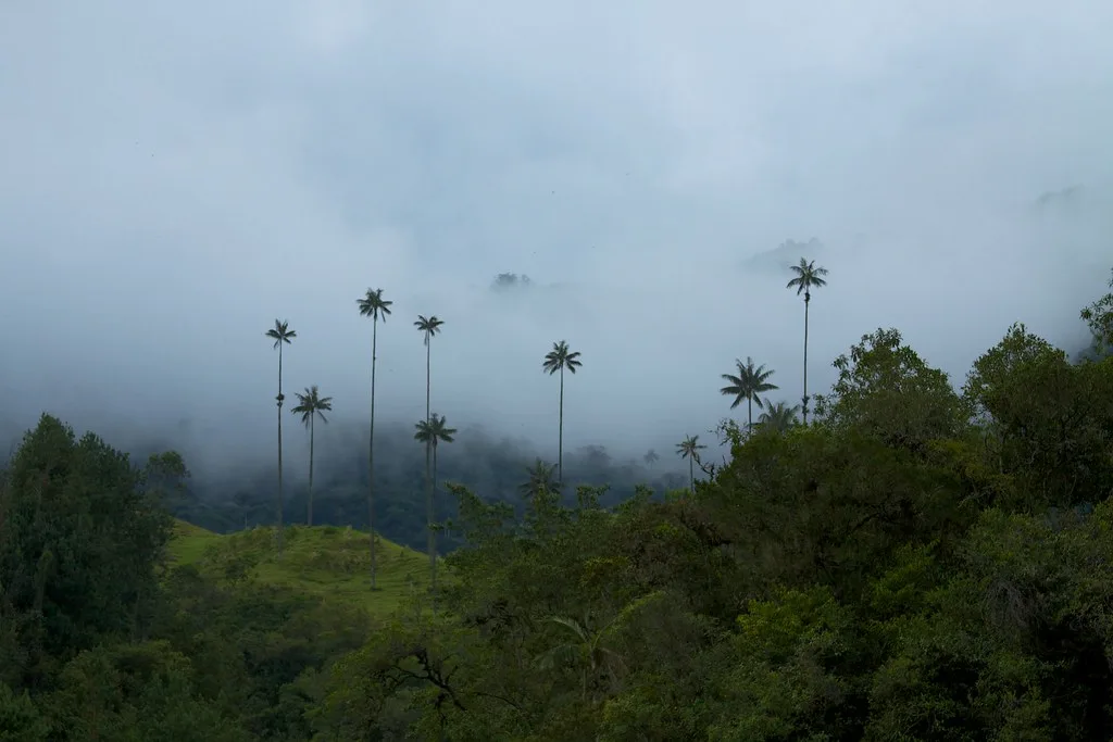 Palme da cera emergono da una fitta vegetazione tropicale avvolta nella nebbia, nel paesaggio amazzonico colombiano.