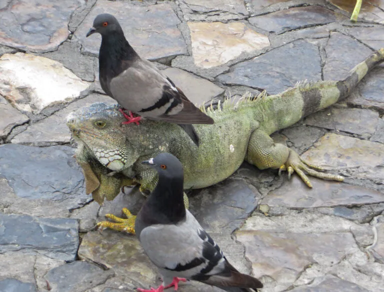 Un'iguana verde poggia su lastre di pietra circondata da due piccioni dal petto bianco e nero con zampe rosse.