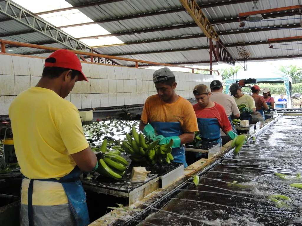 Operai in una struttura di lavorazione agricola maneggiamo banane su tavoli di lavoro in una serra industriale.
