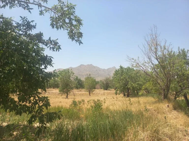 Paesaggio arido con alberi sparsi, campi secchi e montagne rocciose sullo sfondo sotto cielo sereno.