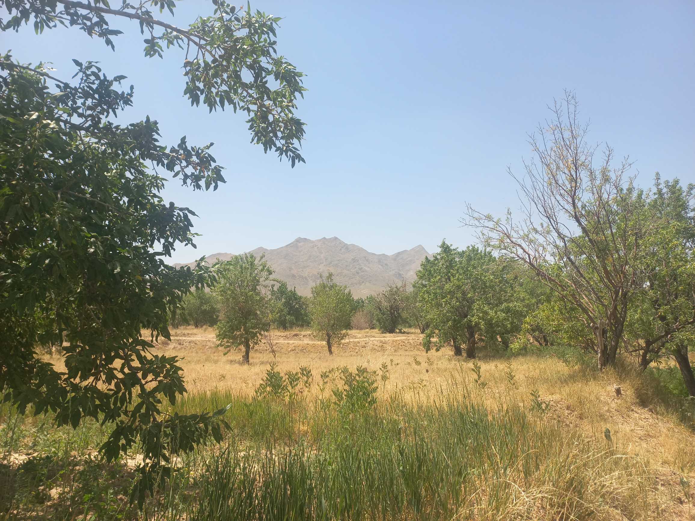 Paesaggio arido con alberi sparsi, campi secchi e montagne rocciose sullo sfondo sotto cielo sereno.
