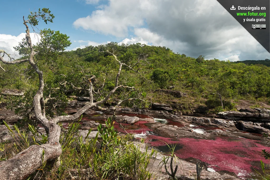 Fiume con acque rosse e alberi contorti su rocce levigate, circondate da foresta tropicale in collina.