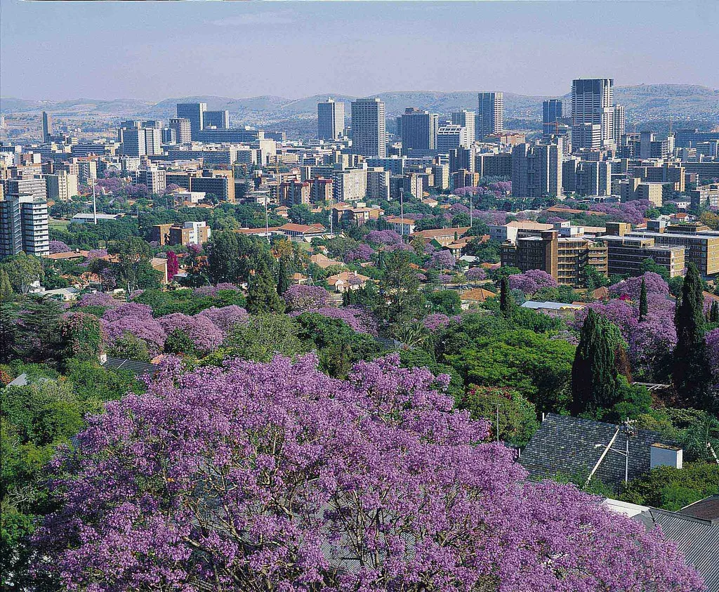 Lo skyline di Pretoria circondato da alberi di jacaranda in fiore dai caratteristici fiori lilla-violacei.