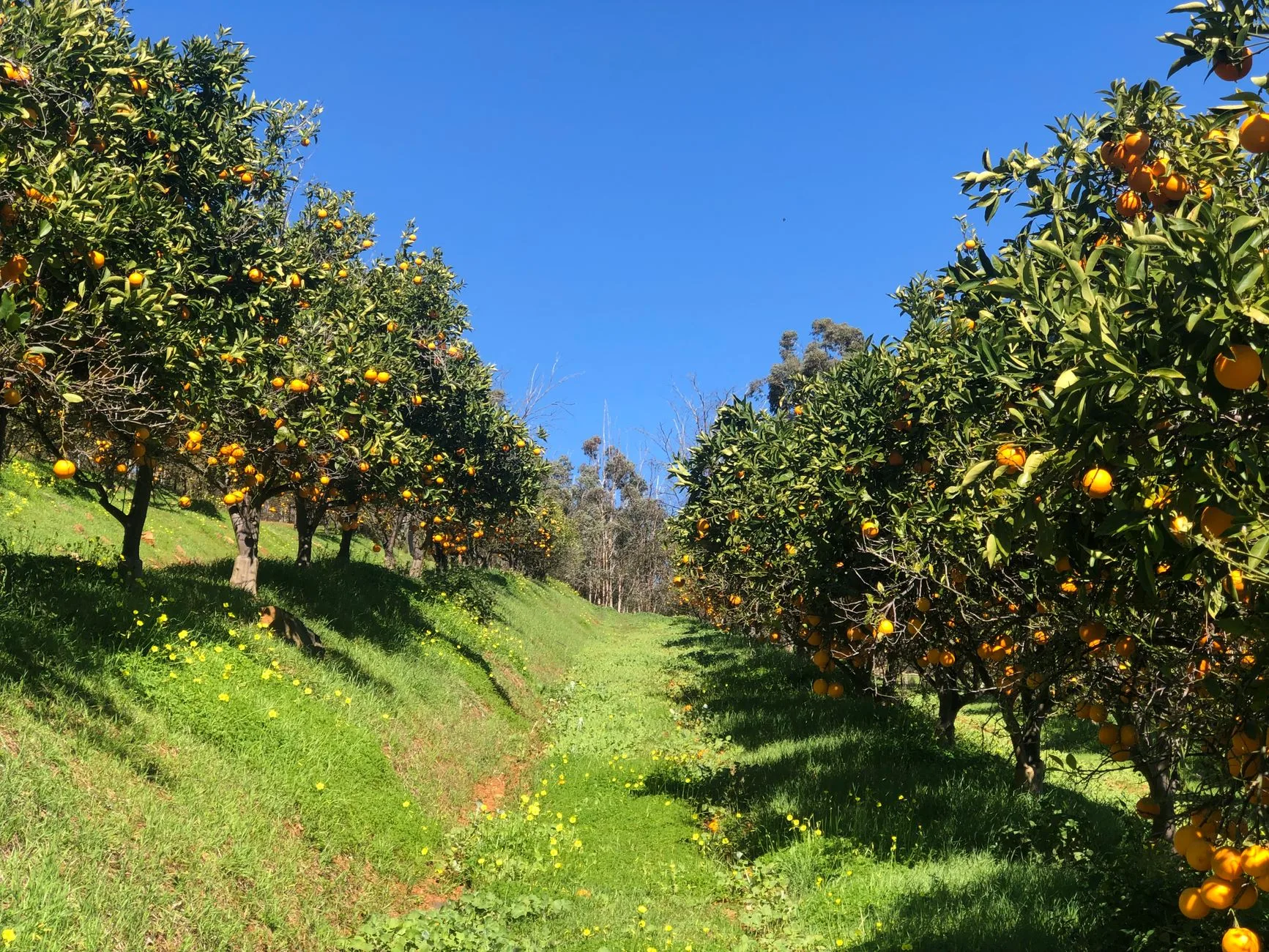 Filari di agrumi carichi di frutti gialli e arancioni su un terreno in pendenza con erba verde sotto cielo sereno.