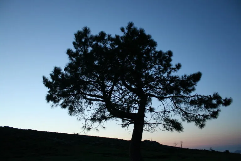 Silhouette di un albero di pino contro un cielo sereno al tramonto, circondato da paesaggio collinare.