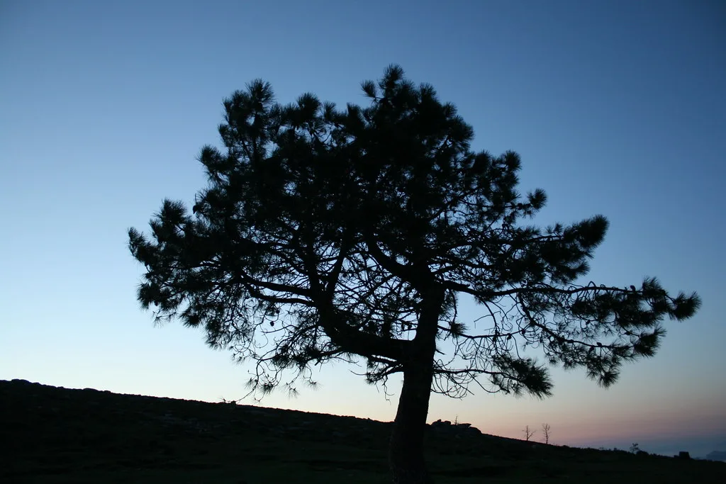 Silhouette di un albero di pino contro un cielo sereno al tramonto, circondato da paesaggio collinare.