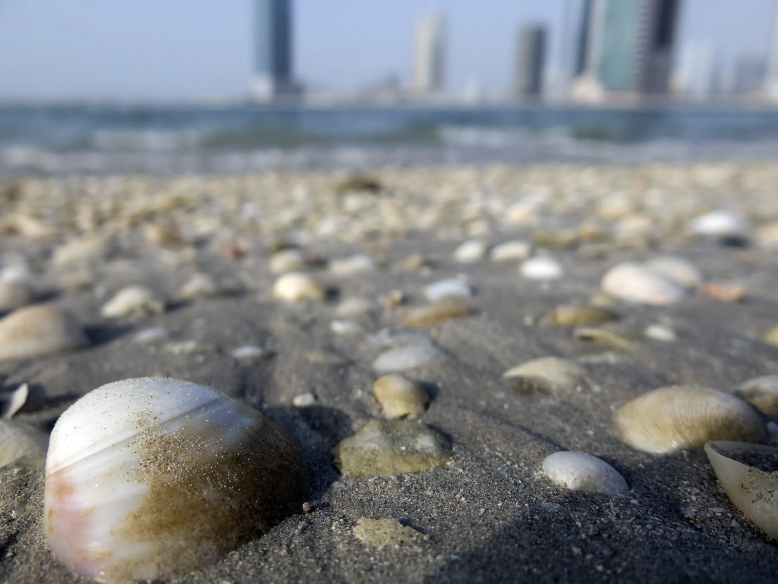 Conchiglie sulla spiaggia con skyline urbano sullo sfondo e mare.