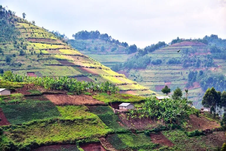 Colline ugandesi coperte da terrazzamenti agricoli variopinti con piccoli villaggi e foreste di conifere.