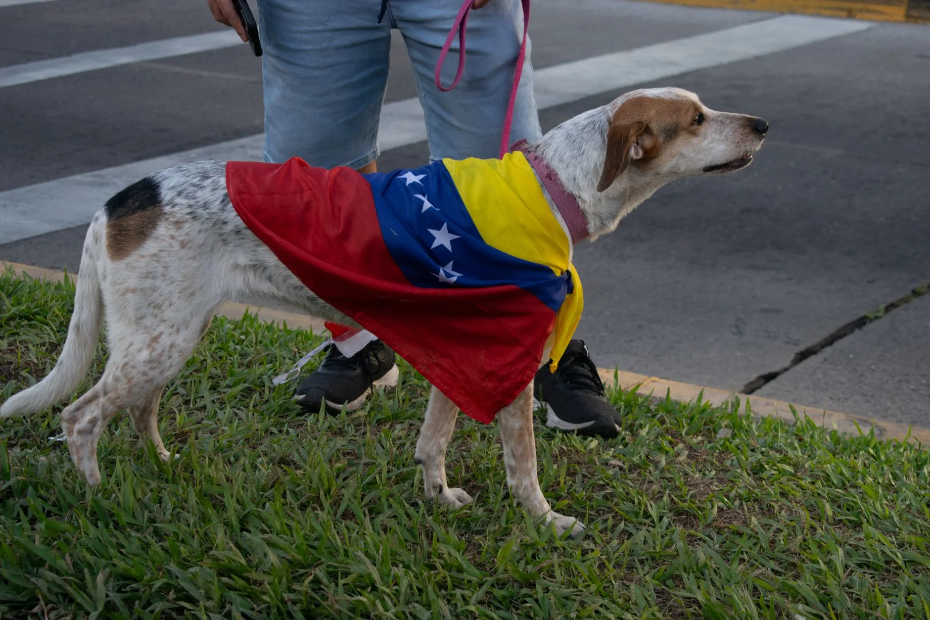 Cane con mantello nei colori della bandiera venezuelana tenuto al guinzaglio durante una manifestazione di strada.